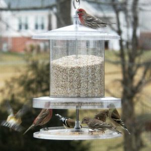 Bird Feeders |   All-Weather 6-Quart Clear Feeder Bird Feeders Bird Feeders