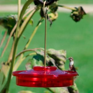 Hummingbird Feeders |   Hanging Hummingbird Haven Feeder Bird Feeders Bird Feeders